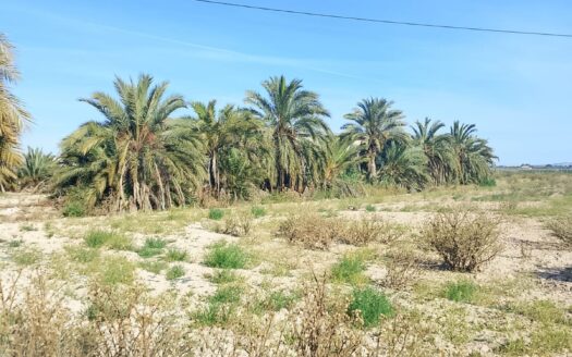 LARGE RUSTIC PLOT WITH WARENHOUSE IN EL REALENGO, CREVILLENTE